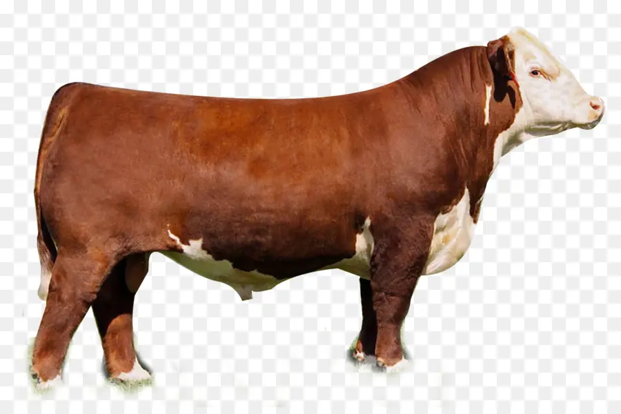 Hereford，Ganado Angus PNG