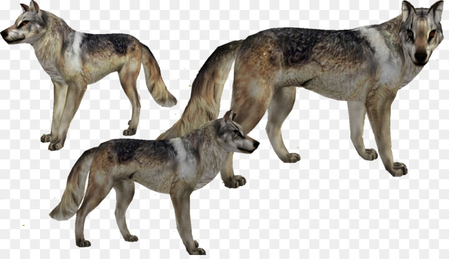 Saarloos Lobo，Perro Lobo Checoslovaco PNG