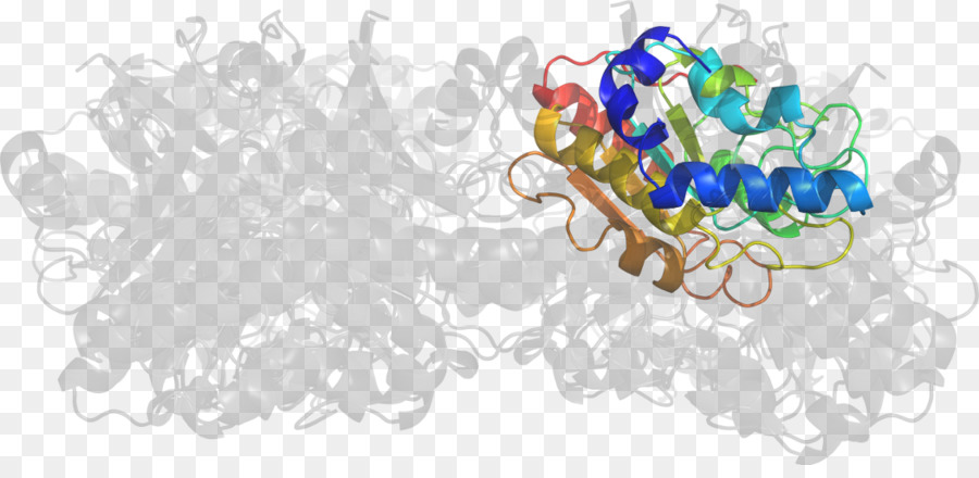 Estructura De La Proteína，Molécula PNG