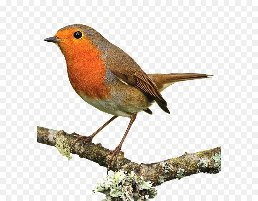 Robin Europeo，Pájaro PNG