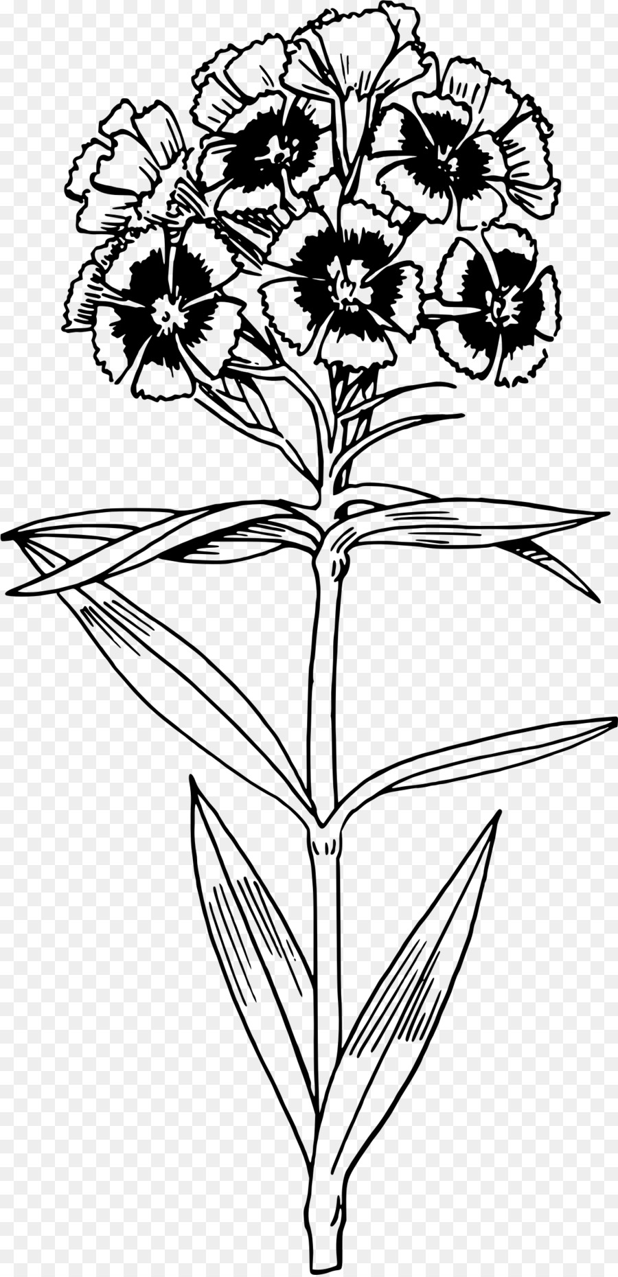 Sweet William，Dibujo PNG