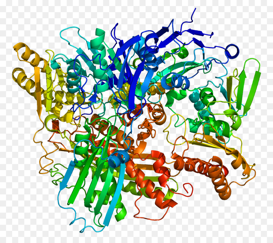 Estructura De La Proteína，Molécula PNG