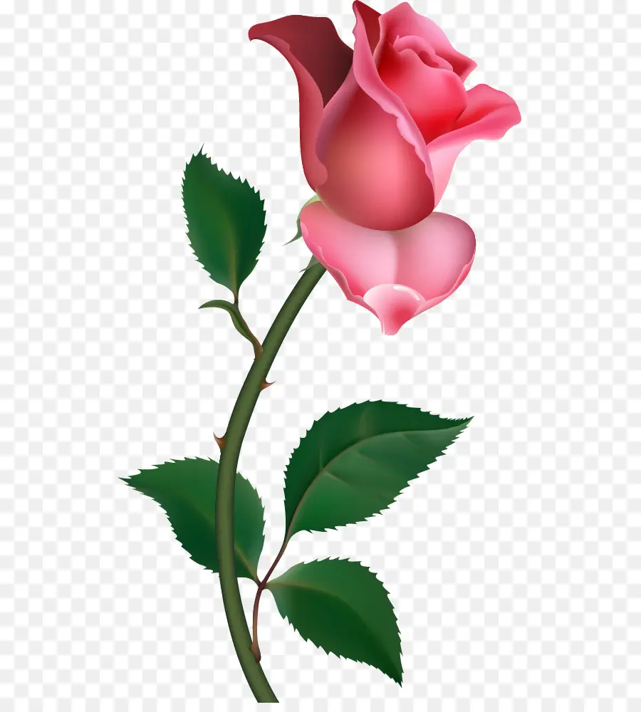 Gratis，Rosa PNG