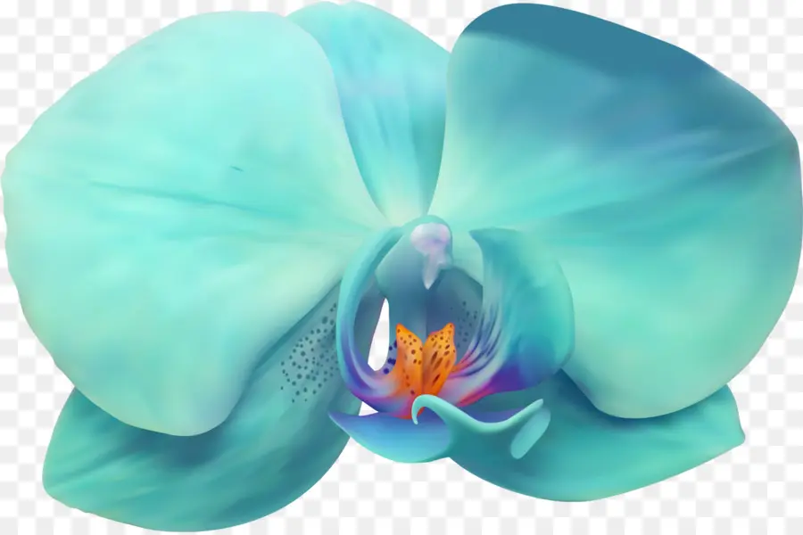 La Polilla De Las Orquídeas，Pétalo PNG