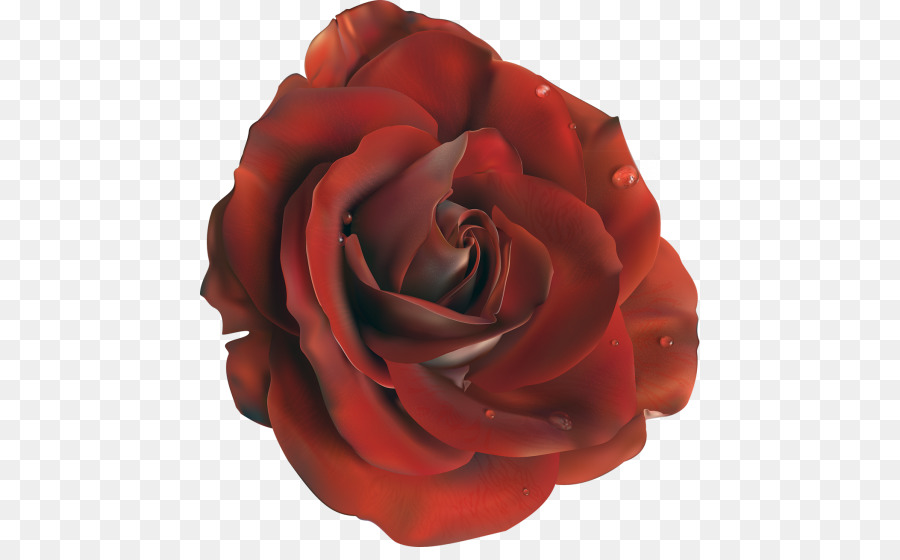 Flor，Rosas Centifolia PNG