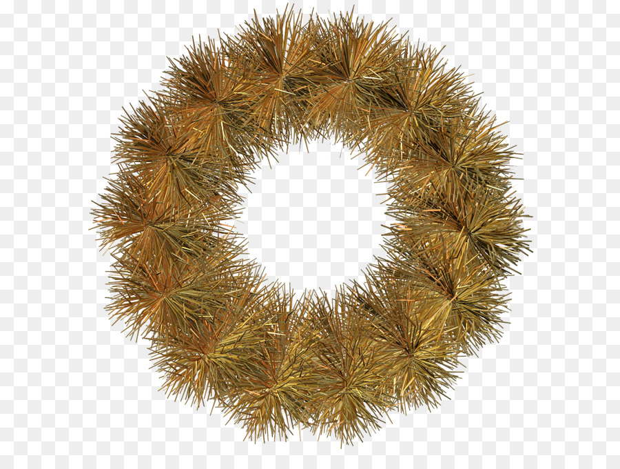 Pino，Pinaceae PNG