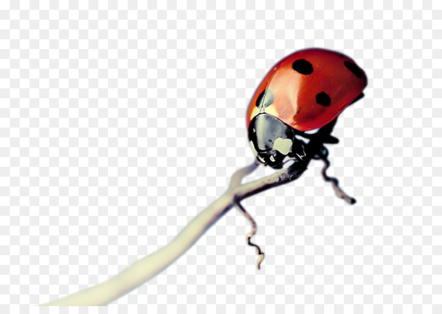 Mariquita，Rojo PNG