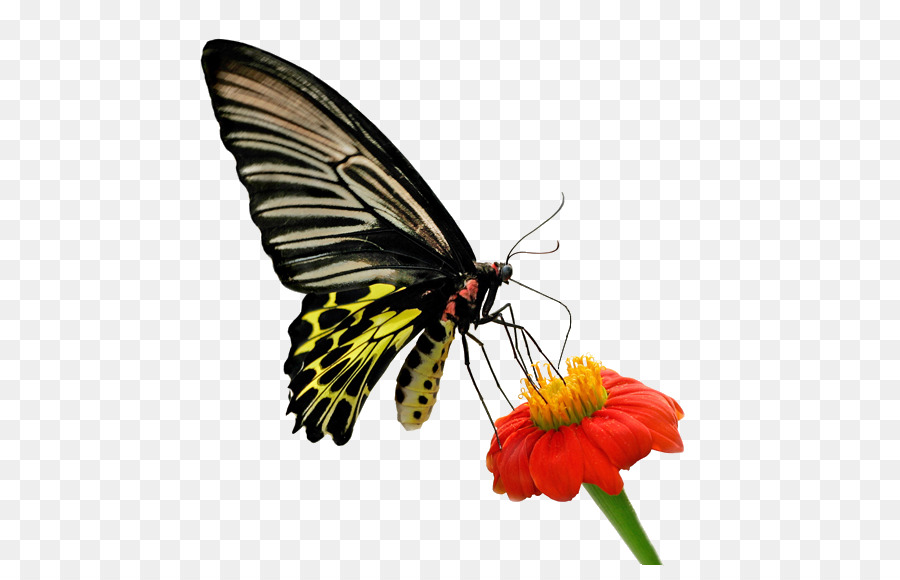 Mariposa，La Polilla PNG