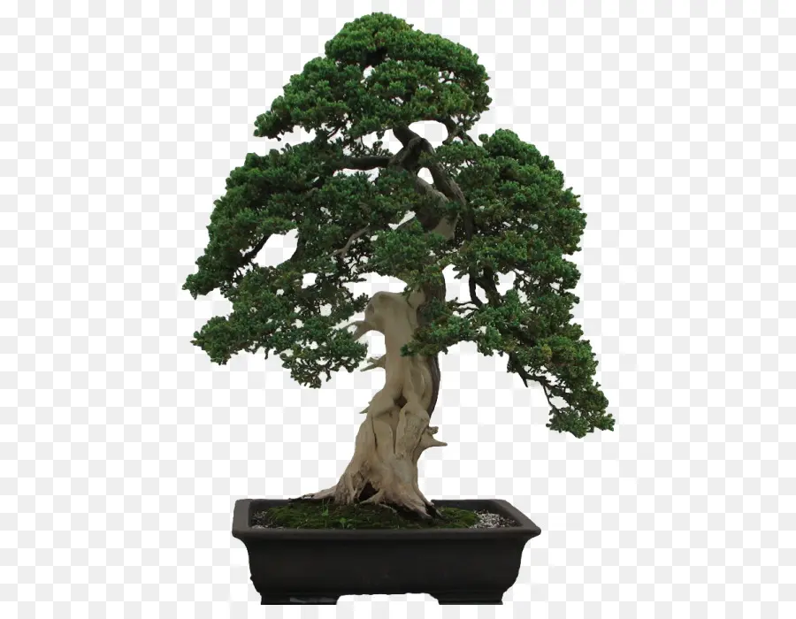 Árbol Bonsái，Miniatura PNG