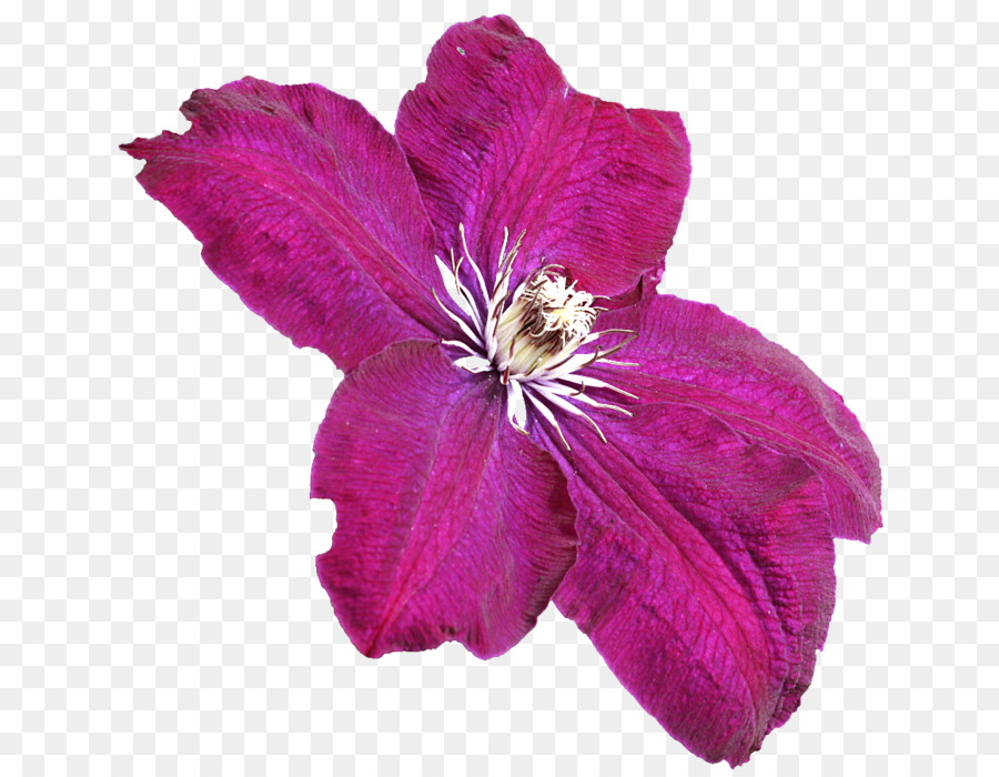 Cuero Flor，Flor PNG