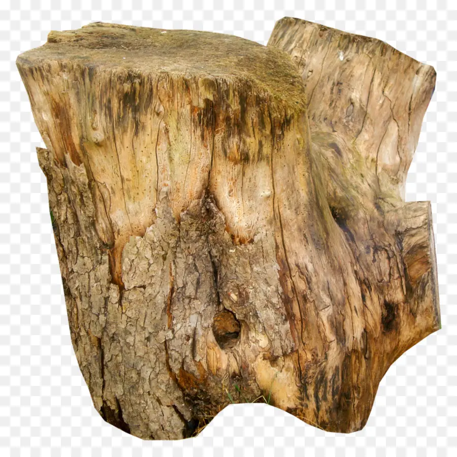 Tronco，árbol PNG