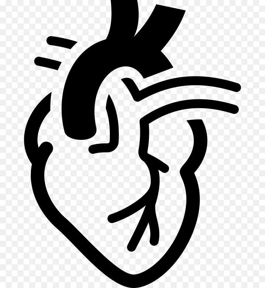 Corazón，Anatomía PNG