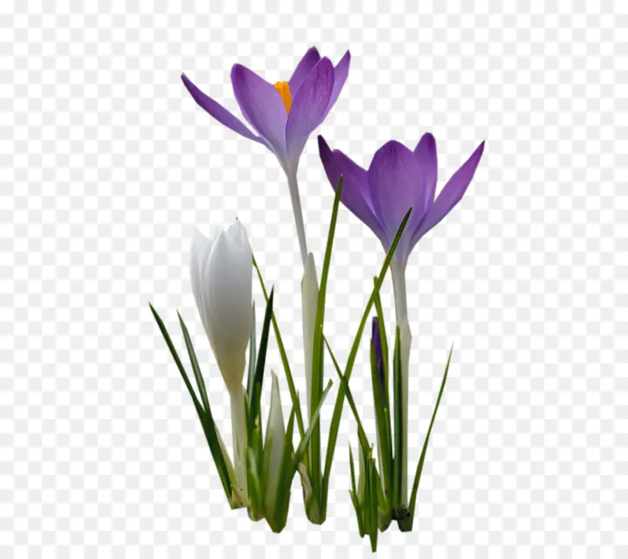 Crocus，Flor PNG