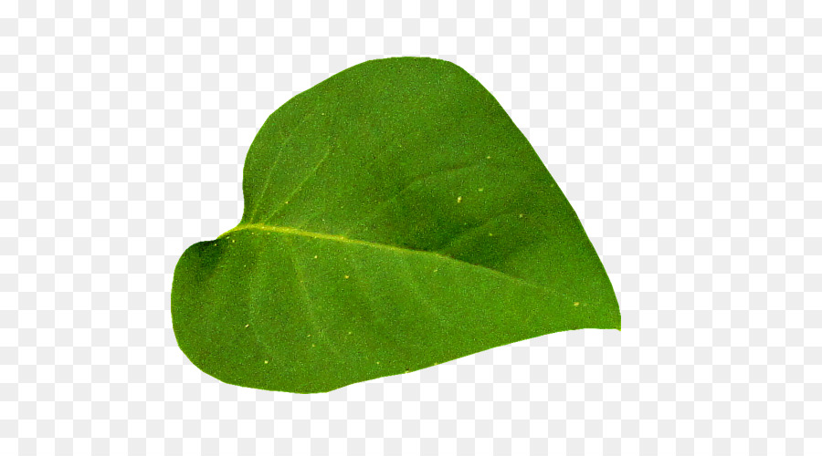 Hoja，árbol PNG