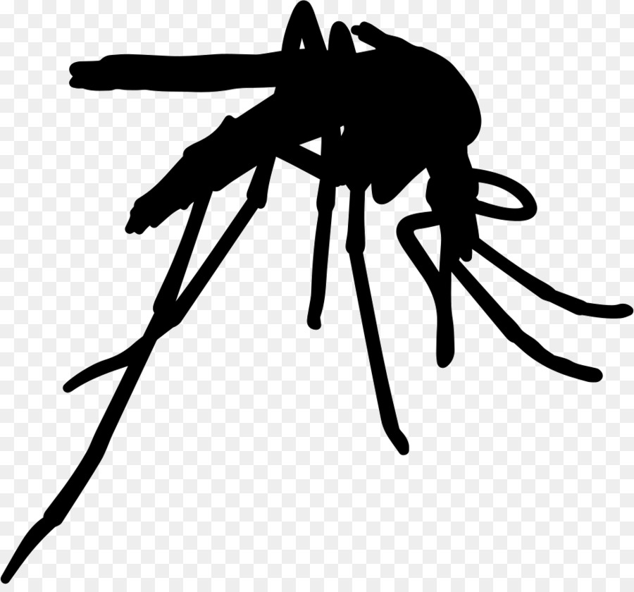 Los Insectos，Mosquito De La Fiebre Amarilla PNG