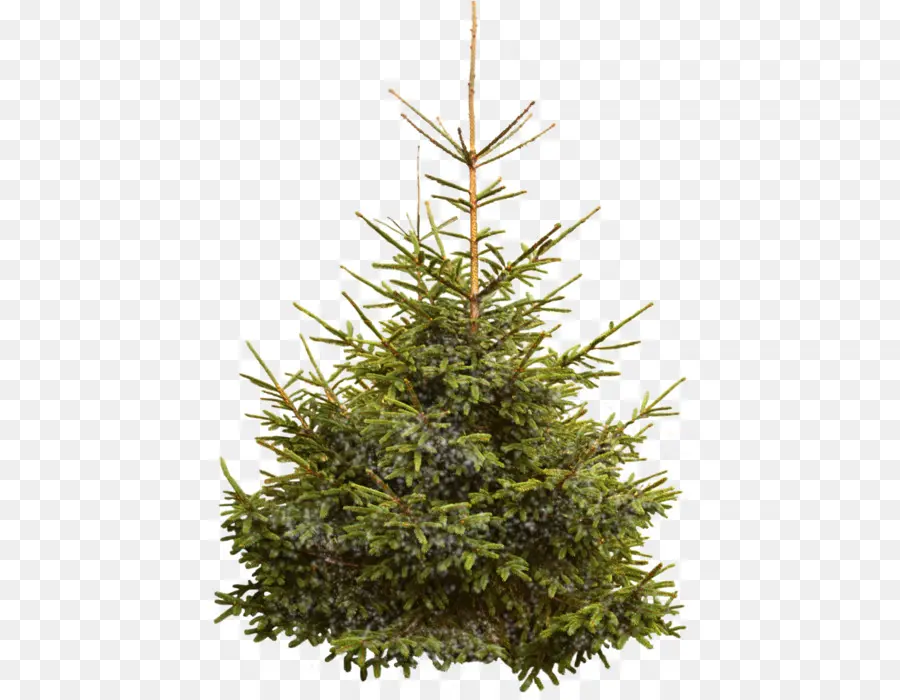 Árbol De Navidad，Verde PNG