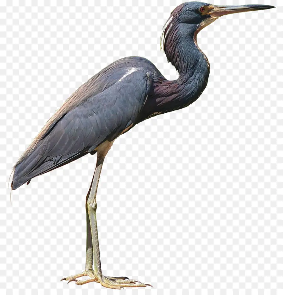 Little Blue Heron，Garza PNG