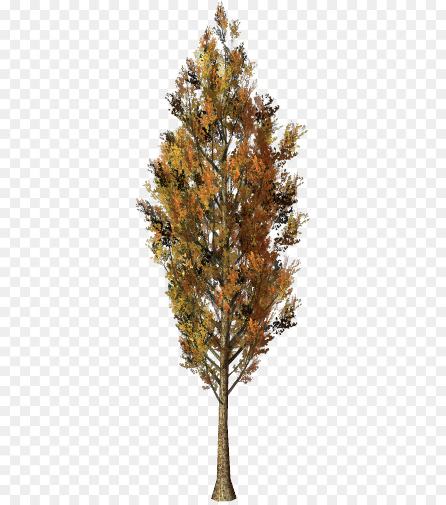 árbol De Otoño，Hojas PNG