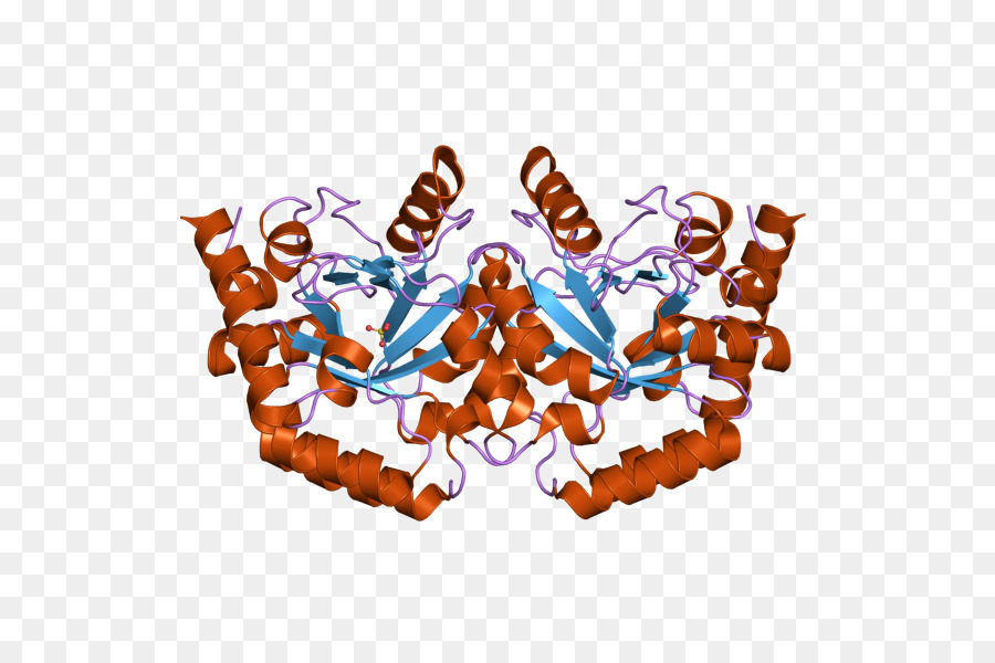 Estructura De La Proteína，Molécula PNG