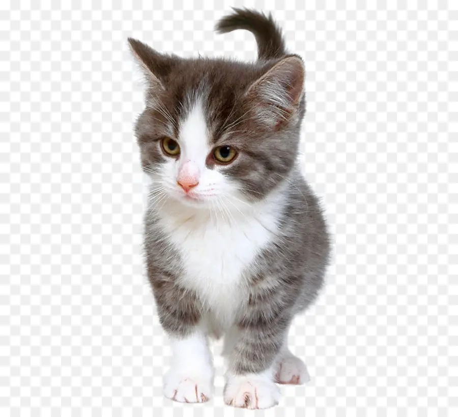 Gatito，Egeo Gato PNG