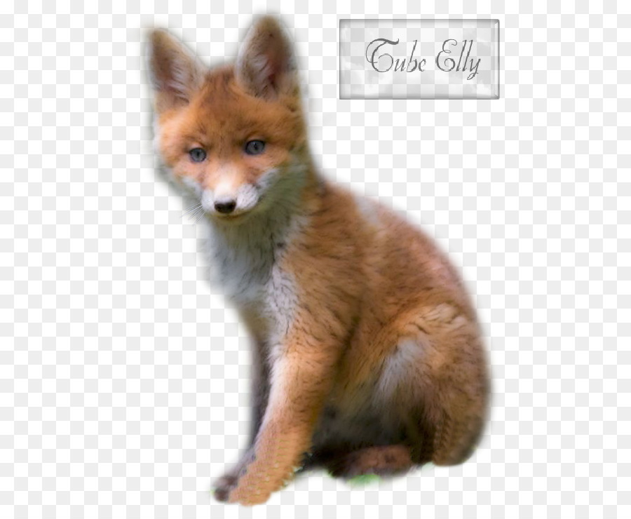 Tigre，Dhole PNG