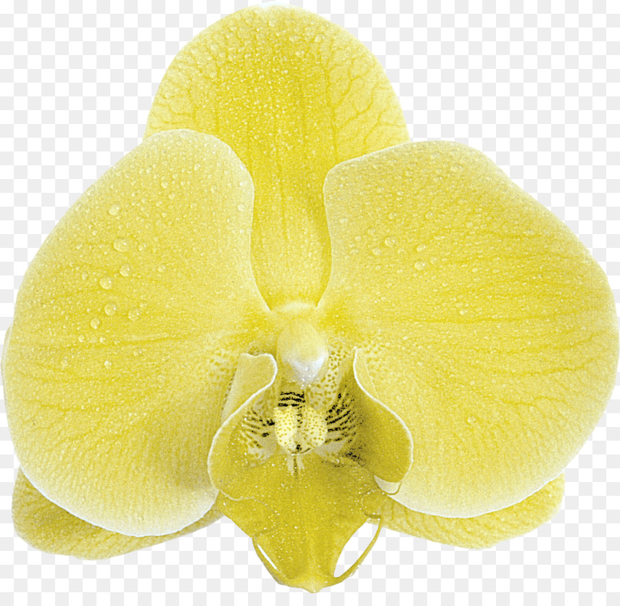 Orquídea Amarilla，Planta PNG