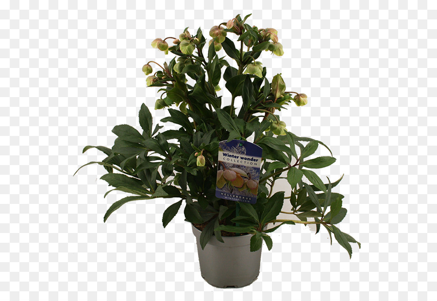 Las Flores Cortadas，Maceta PNG