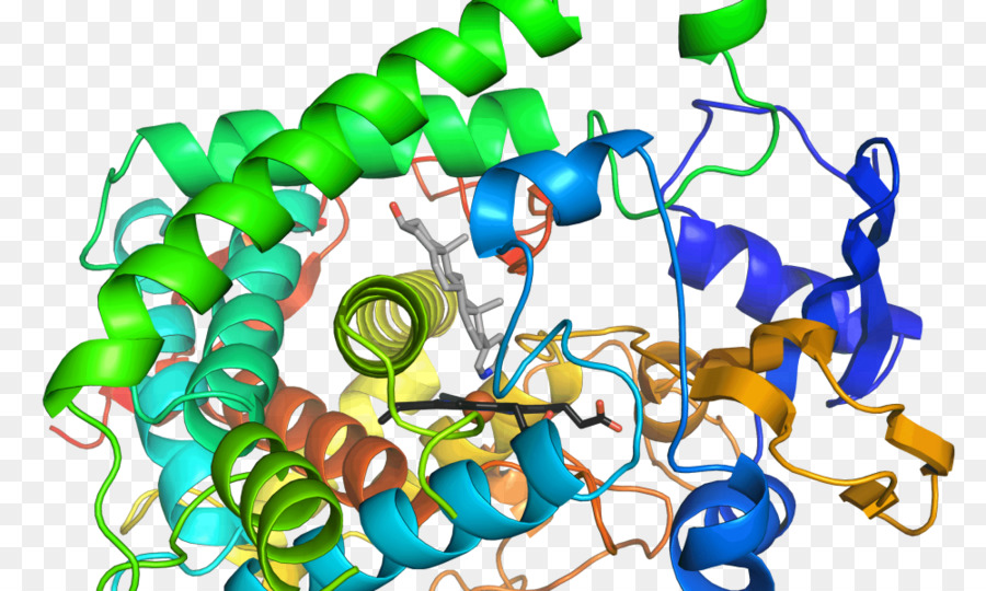 Enzima，Reacción Química PNG