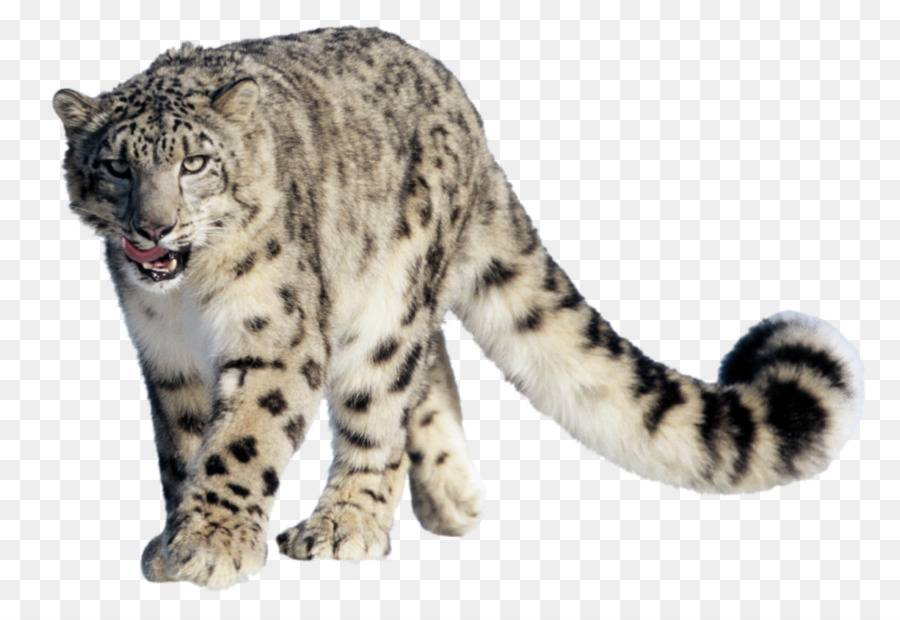 Leopardo Nublado，Salvaje PNG