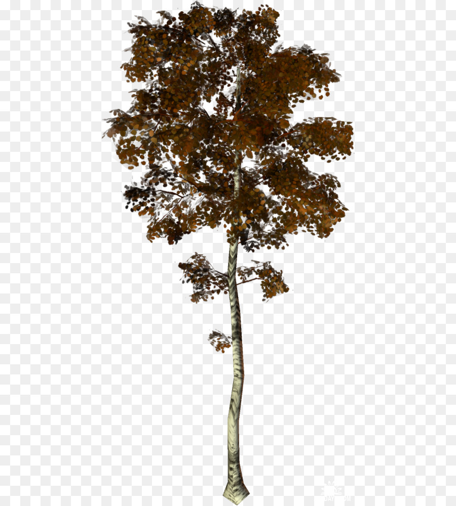 árbol，Bosque PNG