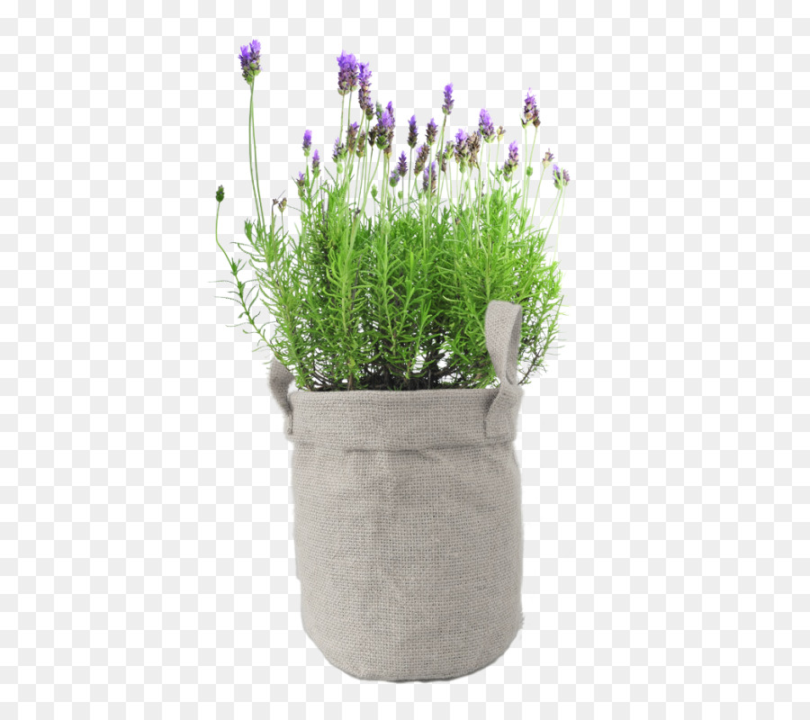 Planta De Lavanda，Flor PNG