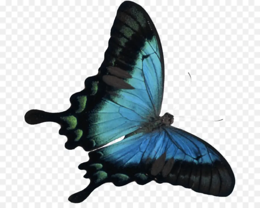 Mariposa Azul，Alas PNG