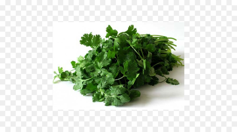 Cilantro，La Cocina India PNG