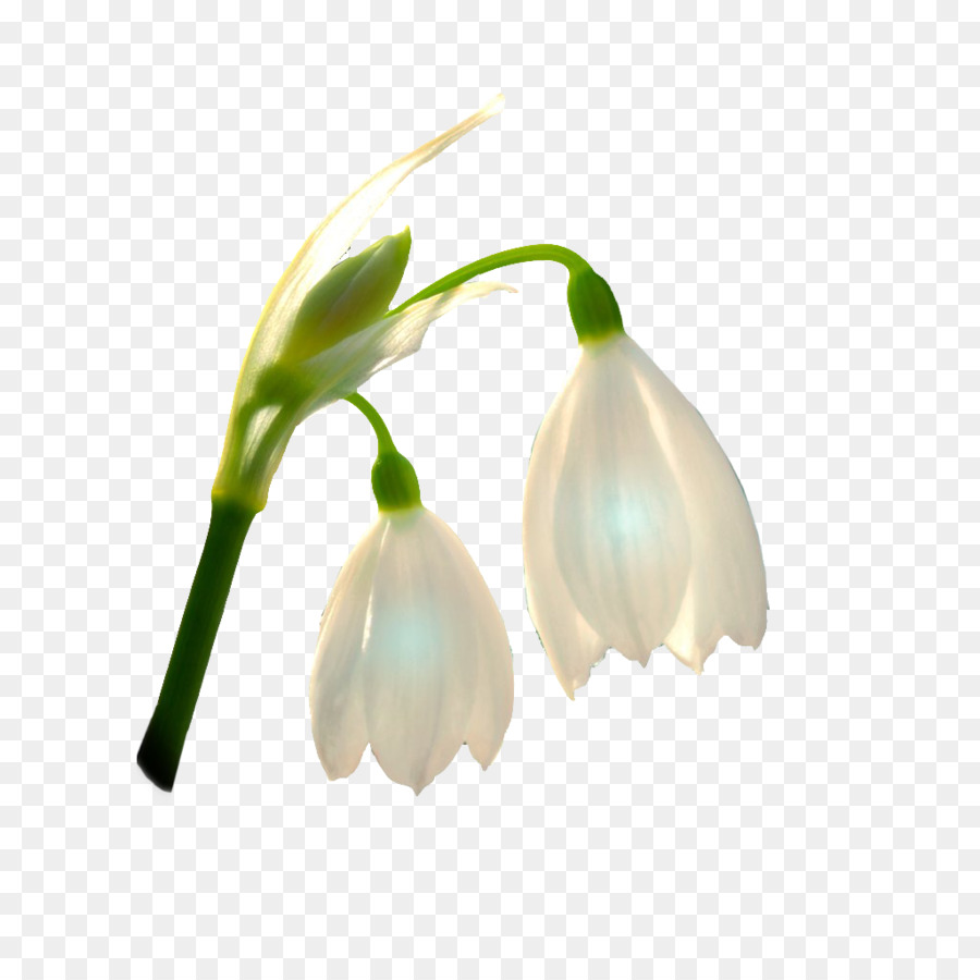 Flor，Naver Blog PNG