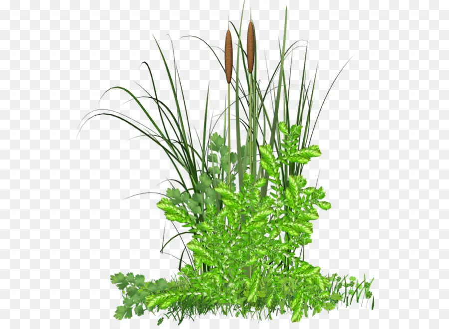 Plantas，Verdor PNG