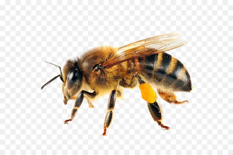 Abeja，El Oeste De La Miel De Abeja PNG