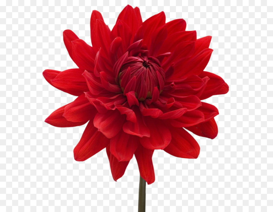 Flor，Rojo PNG