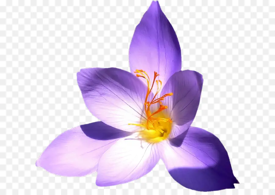 Crocus，Azafrán PNG