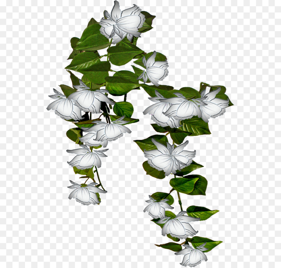 Pétalo，Vivero PNG