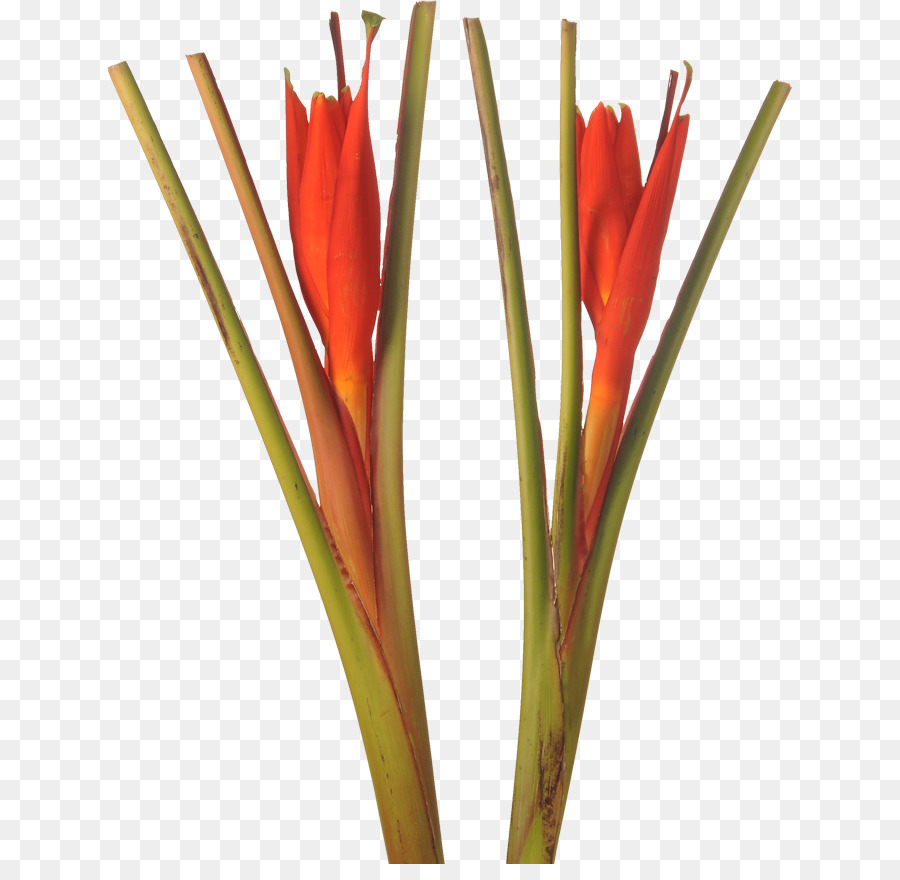 Flor，Musa Coccinea PNG