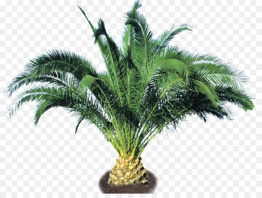 Fecha De La Palma，Arecaceae PNG