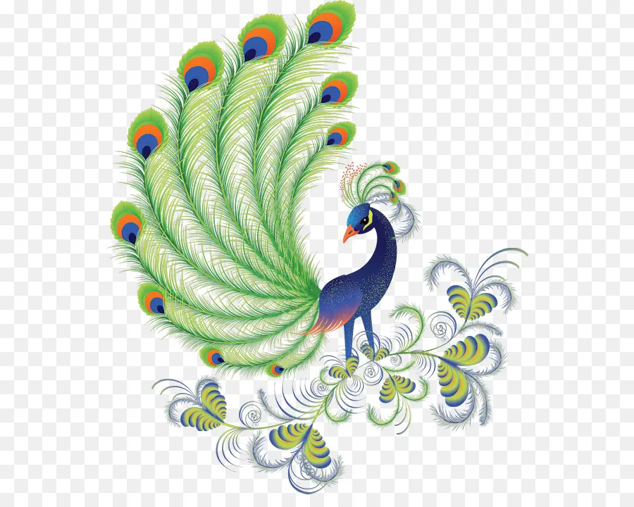 Pavo Real，Plumas PNG