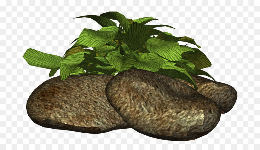 Planta Sobre Rocas，Hojas PNG