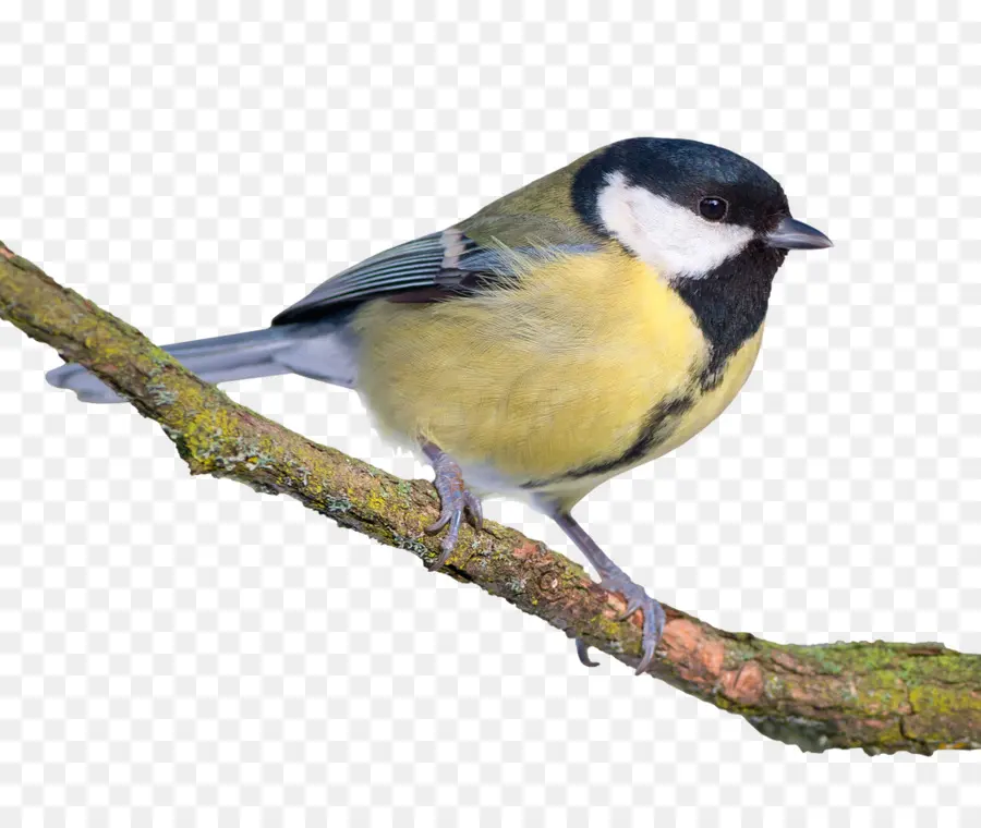 Pájaro，Pico PNG