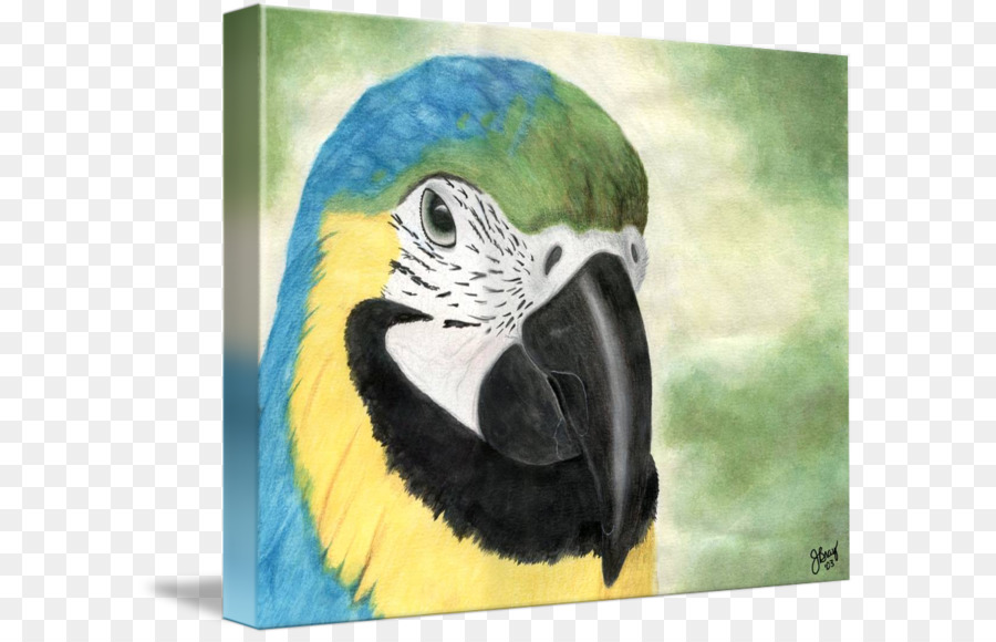 Guacamayo，Perico PNG