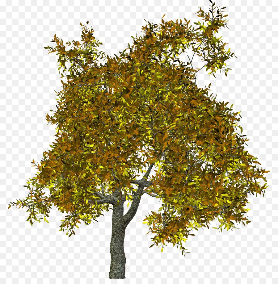 árbol，Rama PNG