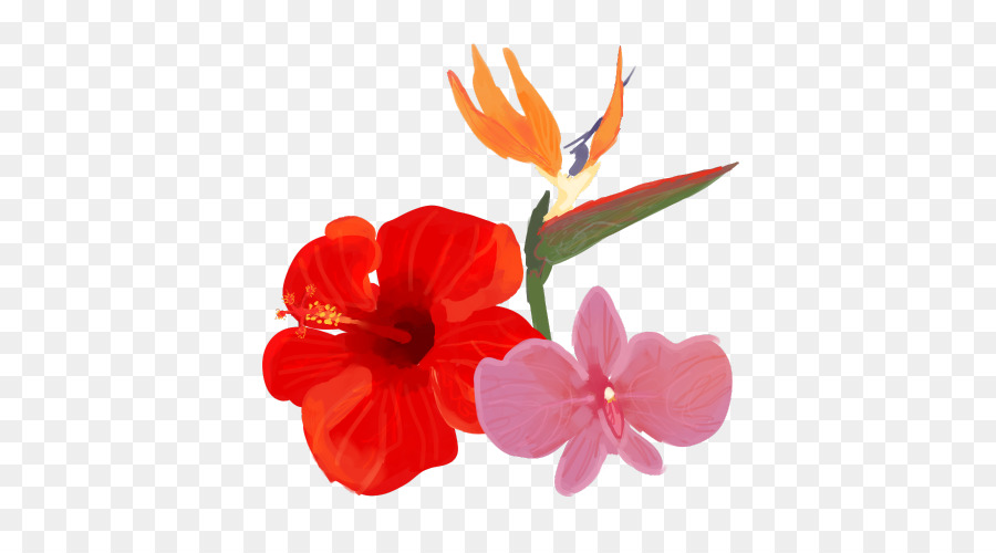 Hibiscus，Las Flores Cortadas PNG