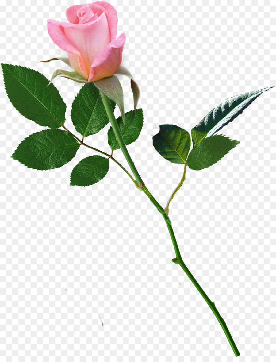 Rosa Rosa，Floración PNG