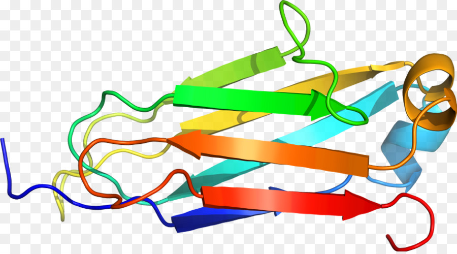 Estructura De La Proteína，Biología PNG