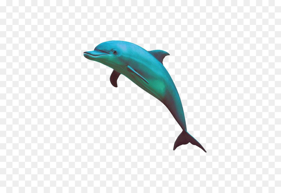 Dolphin，Delfín Listado PNG